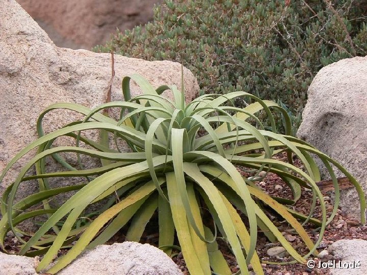 Agave bracteosa ©JLcoll.127